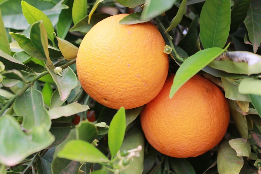 Two naval oranges on a tree.