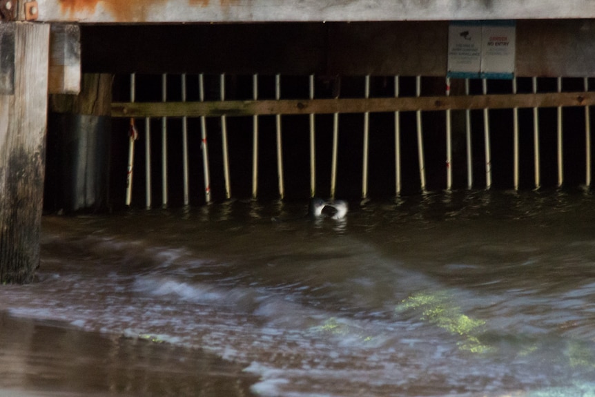 Little penguins at manly wharf