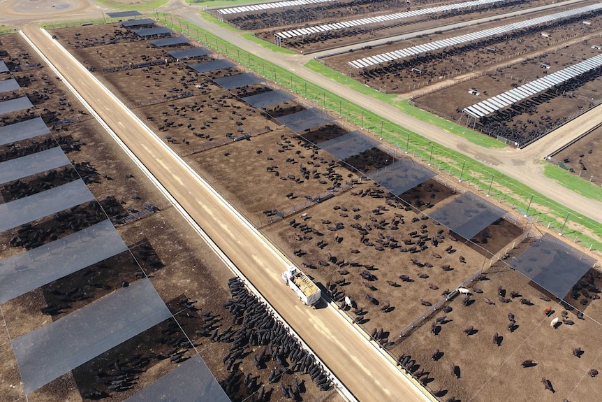 An aerial picture of Kerwee Feedlot on the Darling Downs. Pens of cattle with feed bunks.