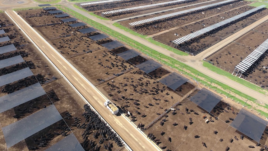 An aerial picture of Kerwee Feedlot on the Darling Downs. Pens of cattle with feed bunks.