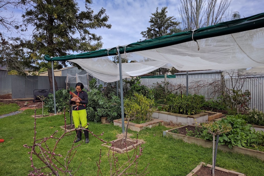 Long shot of a lady wearing gardening outfits holding a chicken in her garden.