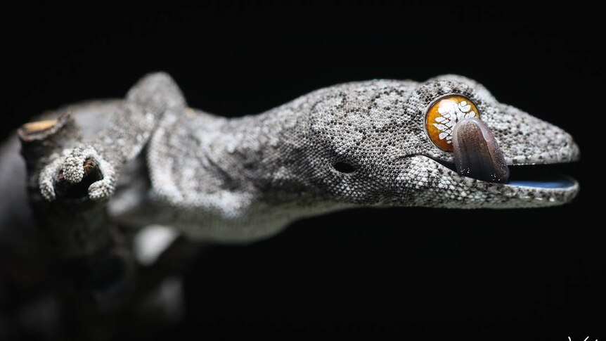 A grey-coloured eastern spiny-tailed gecko perches on a branch and licks his yellow eyeball.