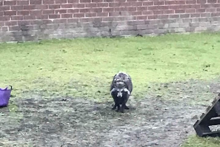 A racoon dog standing in gassy area near a brick wall.