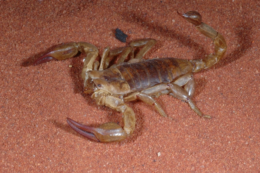 A large (7cm), broad scorpion.