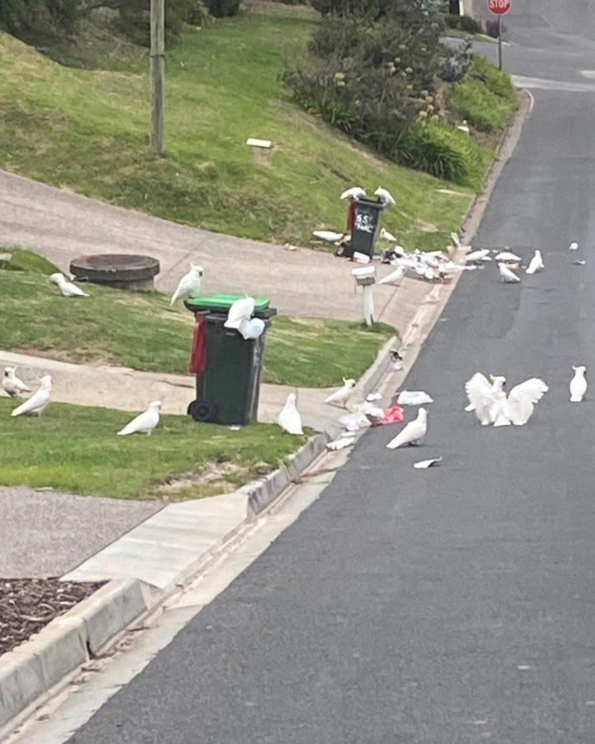 A large number of white cockatoos stand on open wheelie bins and amid rubbish on the grassy footpath of a residential street.
