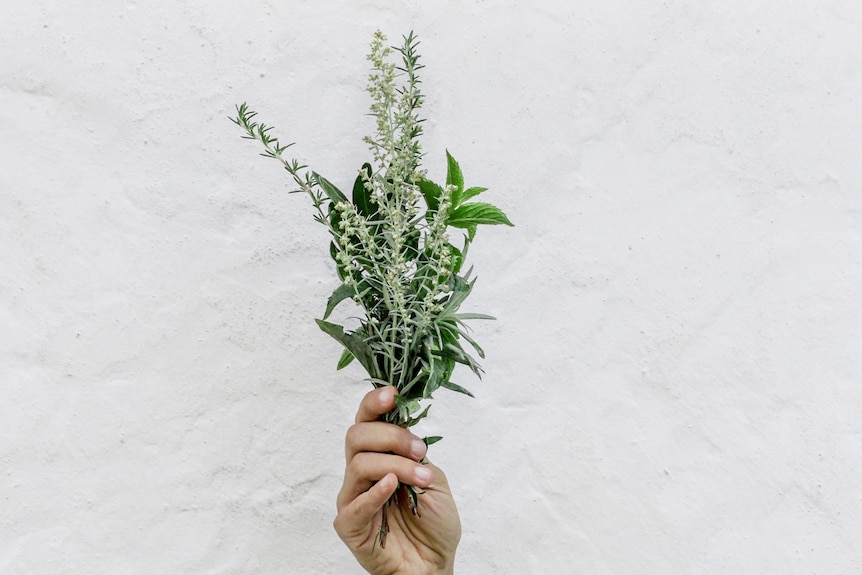 Hand holding assortment of fresh herbs against white background.