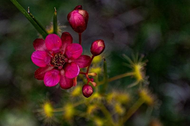 Close up of bright pink flower with yellow fringed leaves in background. 