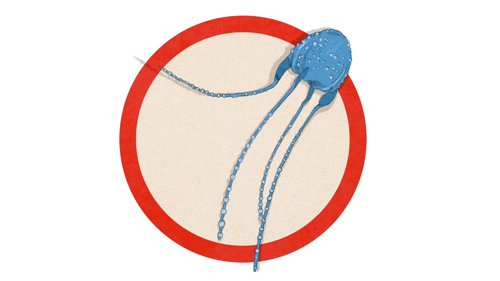 Illustration of an Irukandji jellyfish with long tentacles on a circle background.