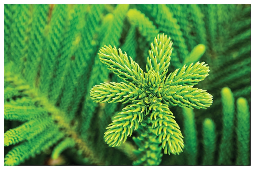 Close-up of a vibrant green tip of a Norfolk Pine tree.