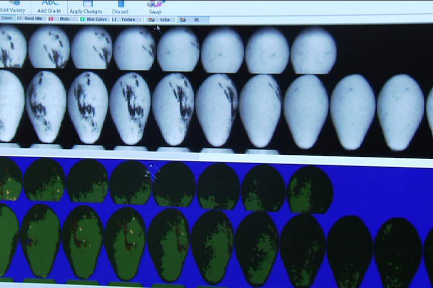 A screen shows an infrared scan of an avocado.