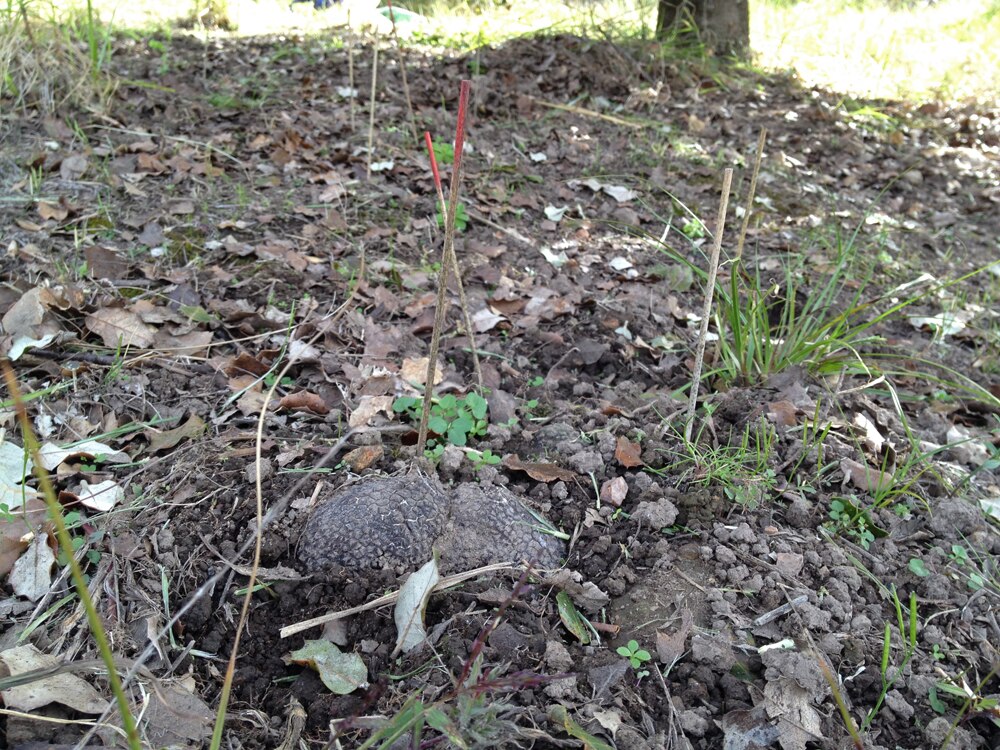 Harvesting truffles in a secret location in northern New South Wales
