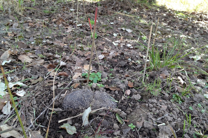 Small markers with red tips under a tree point to where the truffles are.