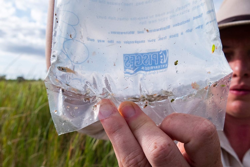 A close-up of a small, clear plastic bag filled with water and a tiny fish.