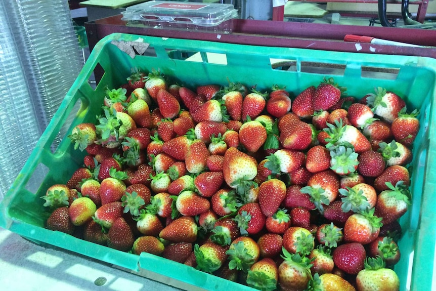 Strawberries from Pinata Farms in Stanthorpe.