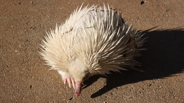 A rare albino echidna found south of Tambo in western Qld in May 2012