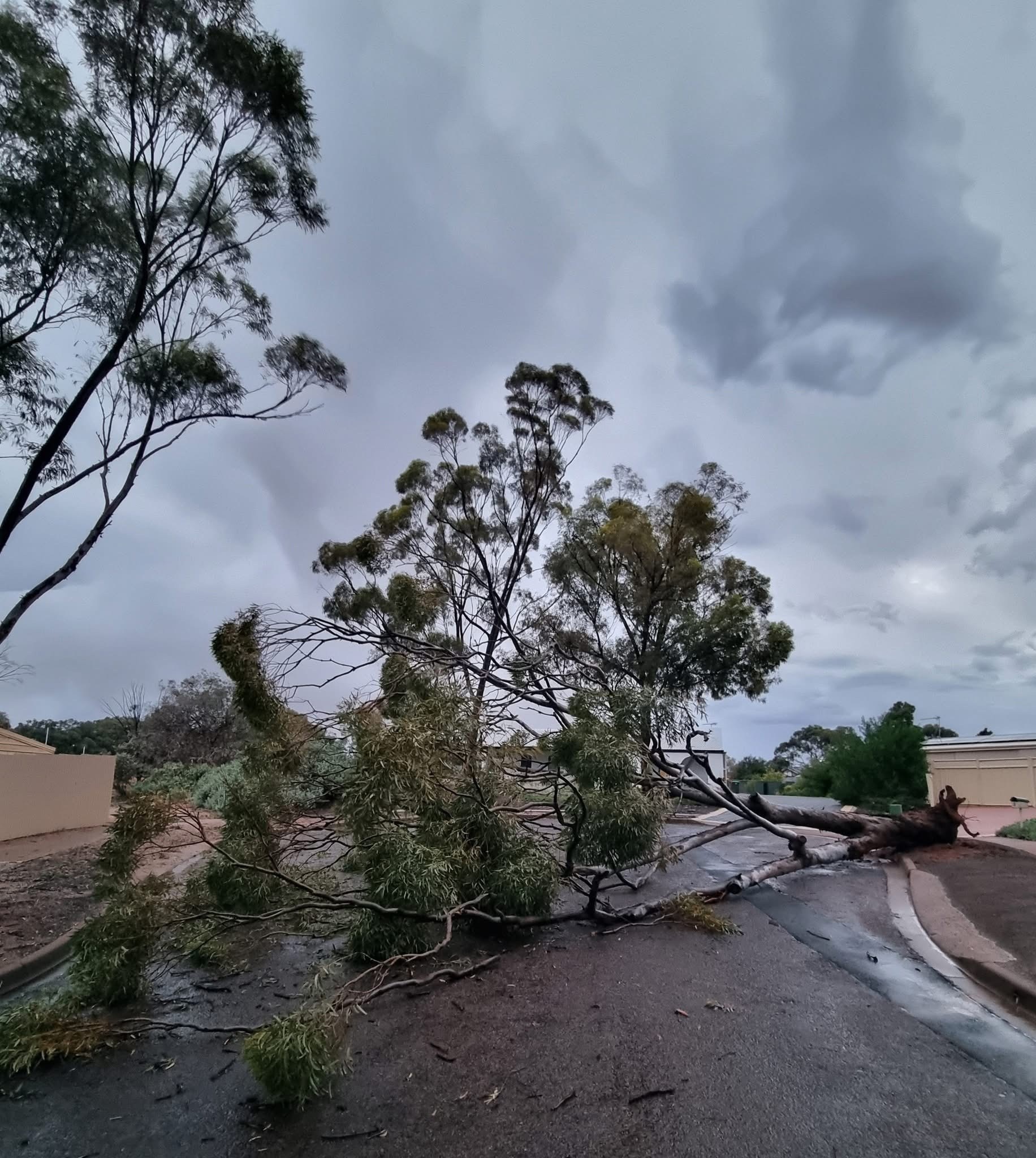 Tree down UGC