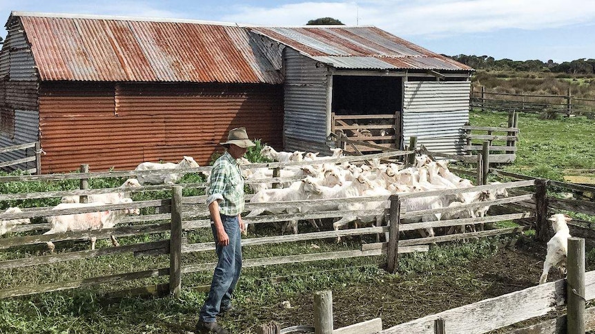 Badger Island sheep