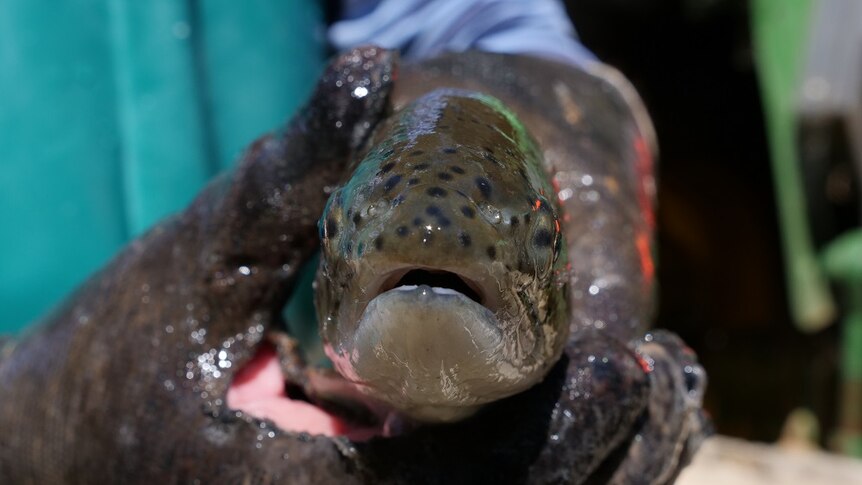 A trout is held in gloved hands,  looking face on to the camera.