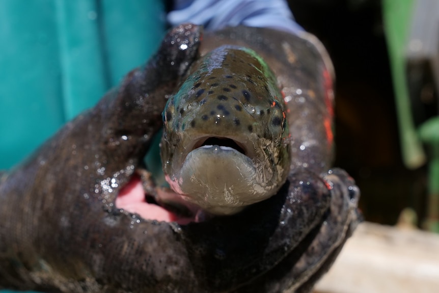A trout is held in gloved hands,  looking face on to the camera.