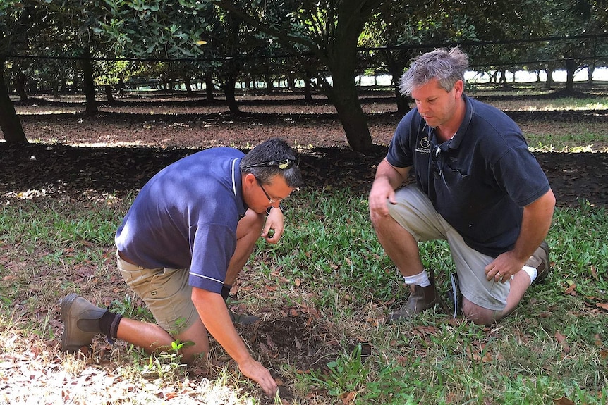 Scott Allcott and Robbie Commens inspect soil in a macadamia orchard near Bundaberg.