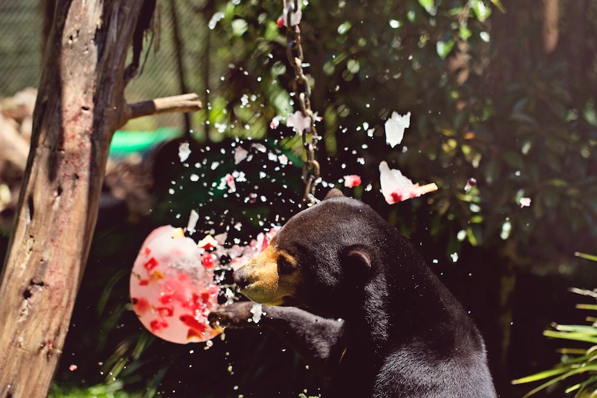 Sun bear keeping cool at Wildlife HQ on the Sunshine Coast.