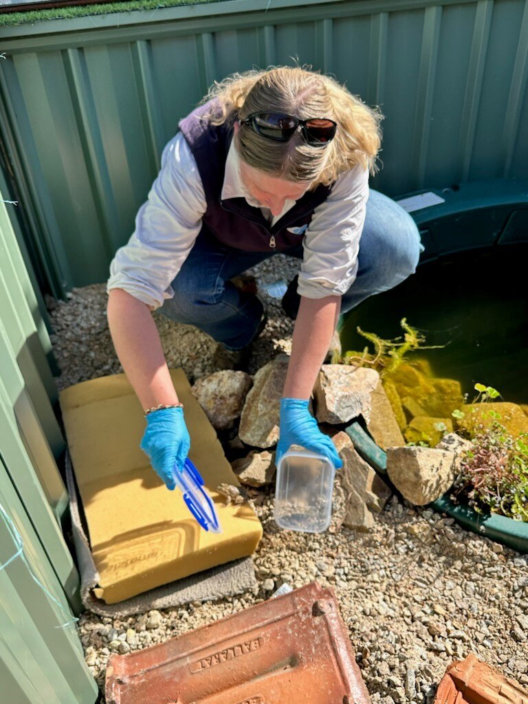 Frogs being released from Tupperware into breeding enclosure 