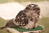 A Tawny Frogmoth with red eyes sitting a log looking straight at the camera 