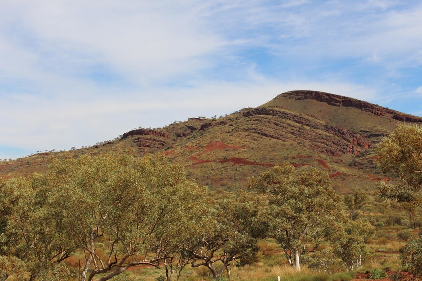 Tree in the foreground and a hill covered in trees and grass on PKKP country in WA.