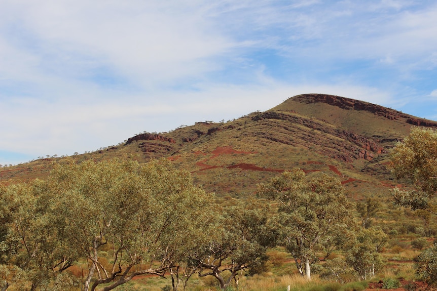 A shrubby hillside in the outback.