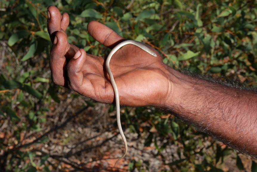 A legless lizard on a person's hand.