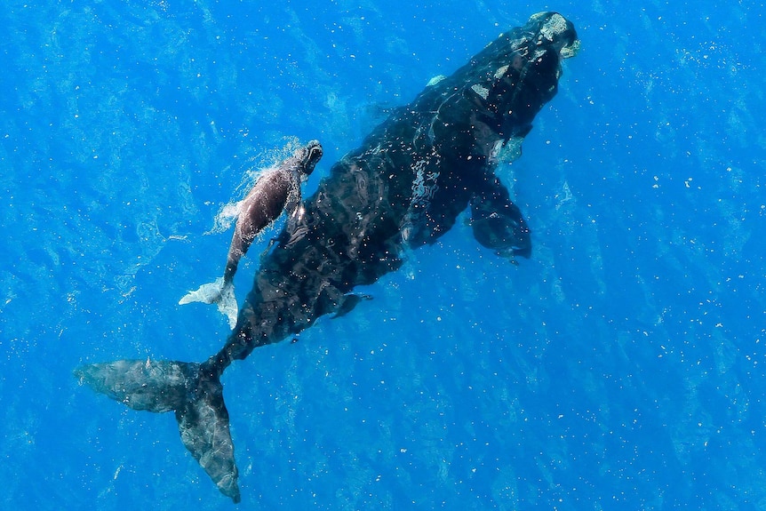 An aerial photo of a whale and its calf.