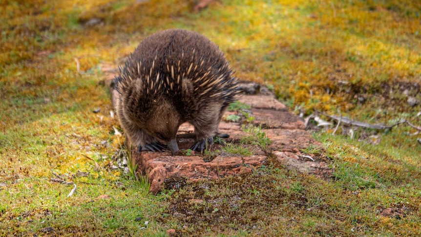 Picture of an echidna