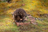 Picture of an echidna