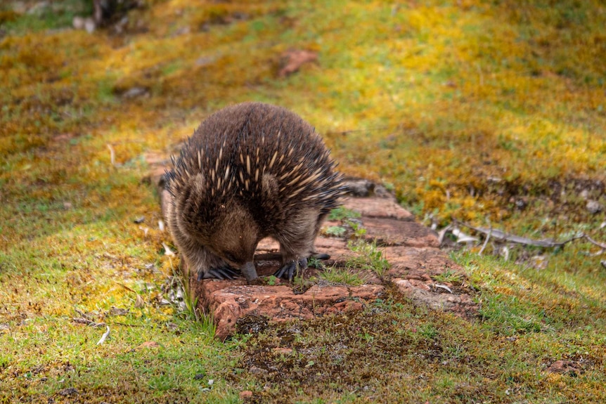 Picture of an echidna