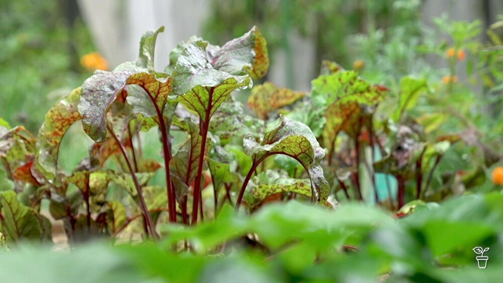 soil cover for potted plants Potted Plant Soil Guard