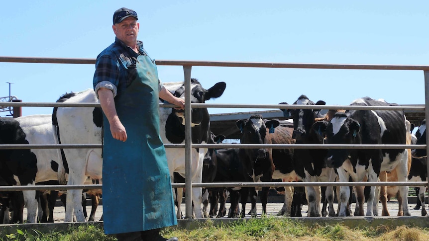 A farmer stands with cows