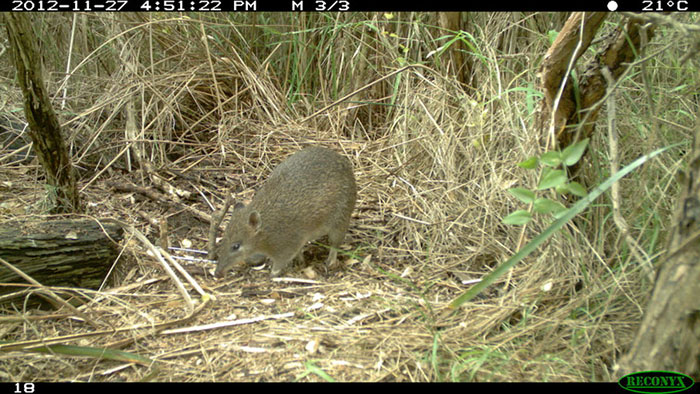Southern brown bandicoot foraging