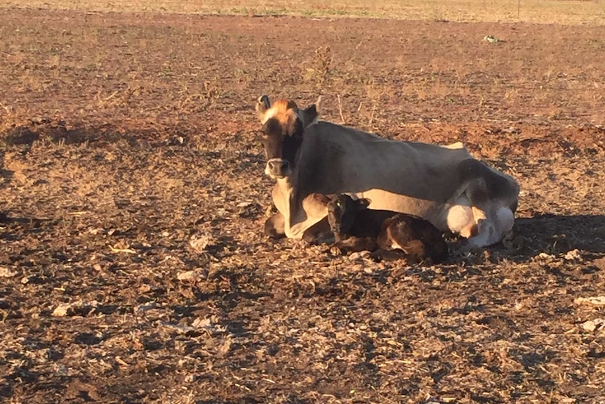 Cow and calf in dry paddock