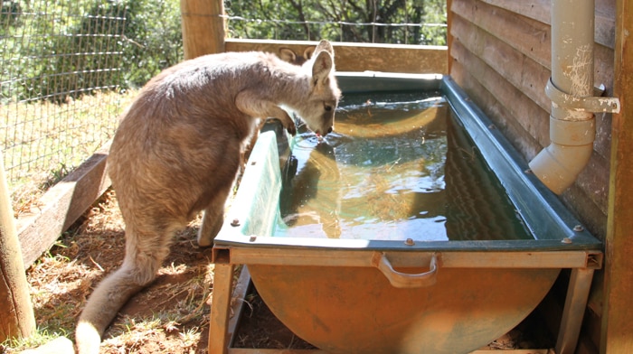 Kangaroo drinking from a bath