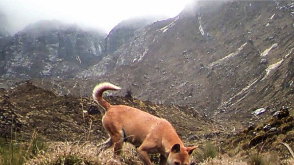 A Highland Wild Dog sniffs a scent lure near a hidden camera.
