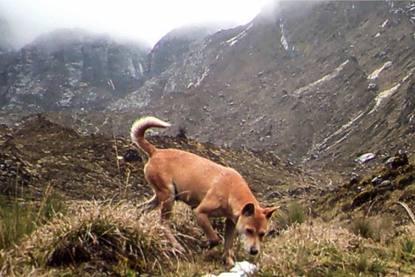 A Highland Wild Dog sniffs a scent lure near a hidden camera.