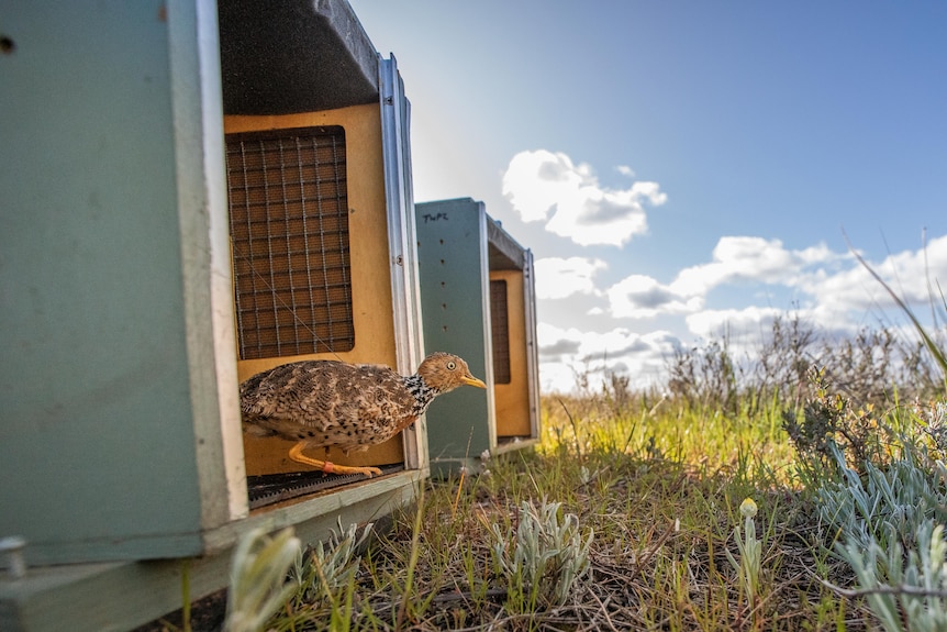 A small bird with a long neck and a piece of technology attached to its back leaves a box for the wild.
