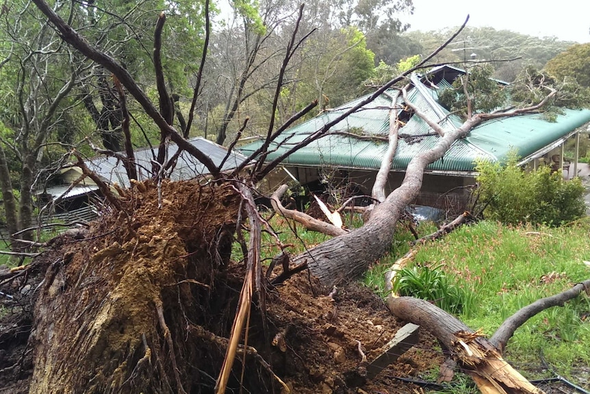 A gum tree falls on a house at Aldgate