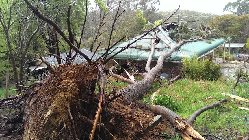 A gum tree falls on a house at Aldgate