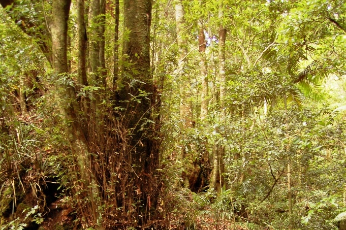 A tall tree in a forest surrounded by heavy undergrowth.