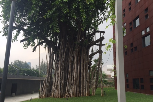 Banyan tree