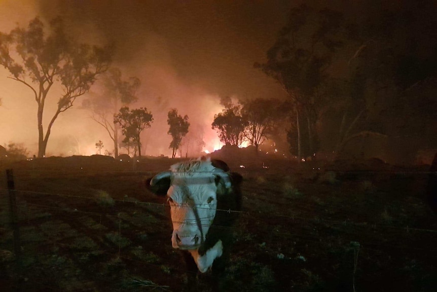 Cattle stand in the path of the bushfire at Stanthorpe.