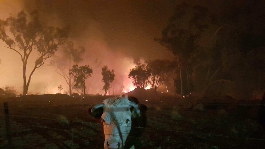 Cattle stand in the path of the bushfire at Stanthorpe.