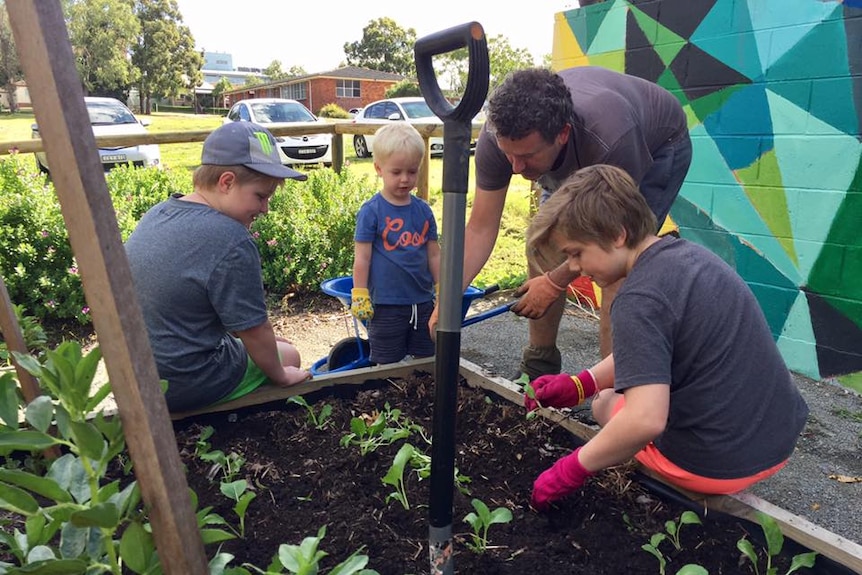 Three young boys and their father in the Taree Community Garden planting herbs.