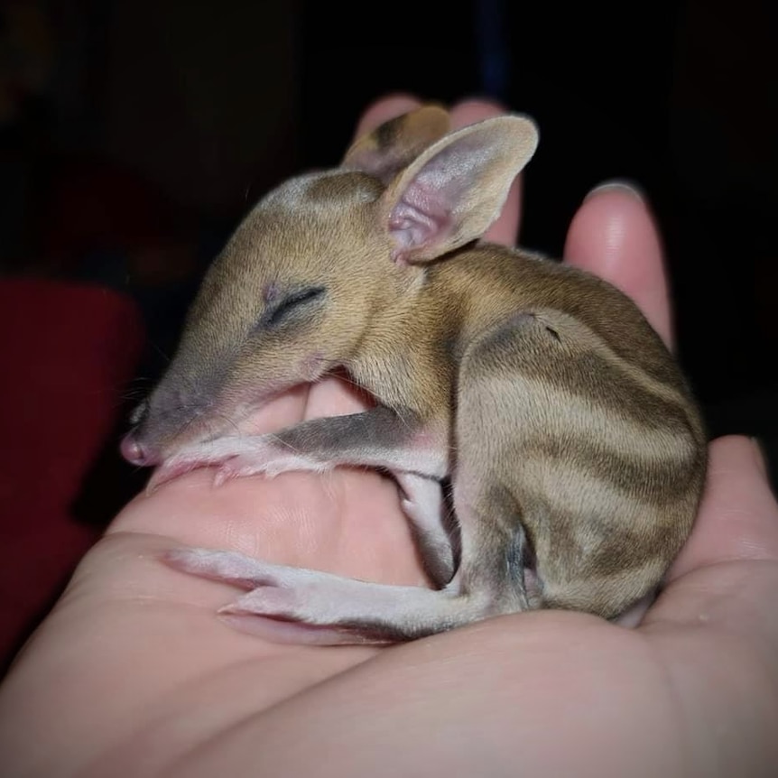 Fur-covered baby bandicoot with stripes, lying with eyes closed in a human hand.